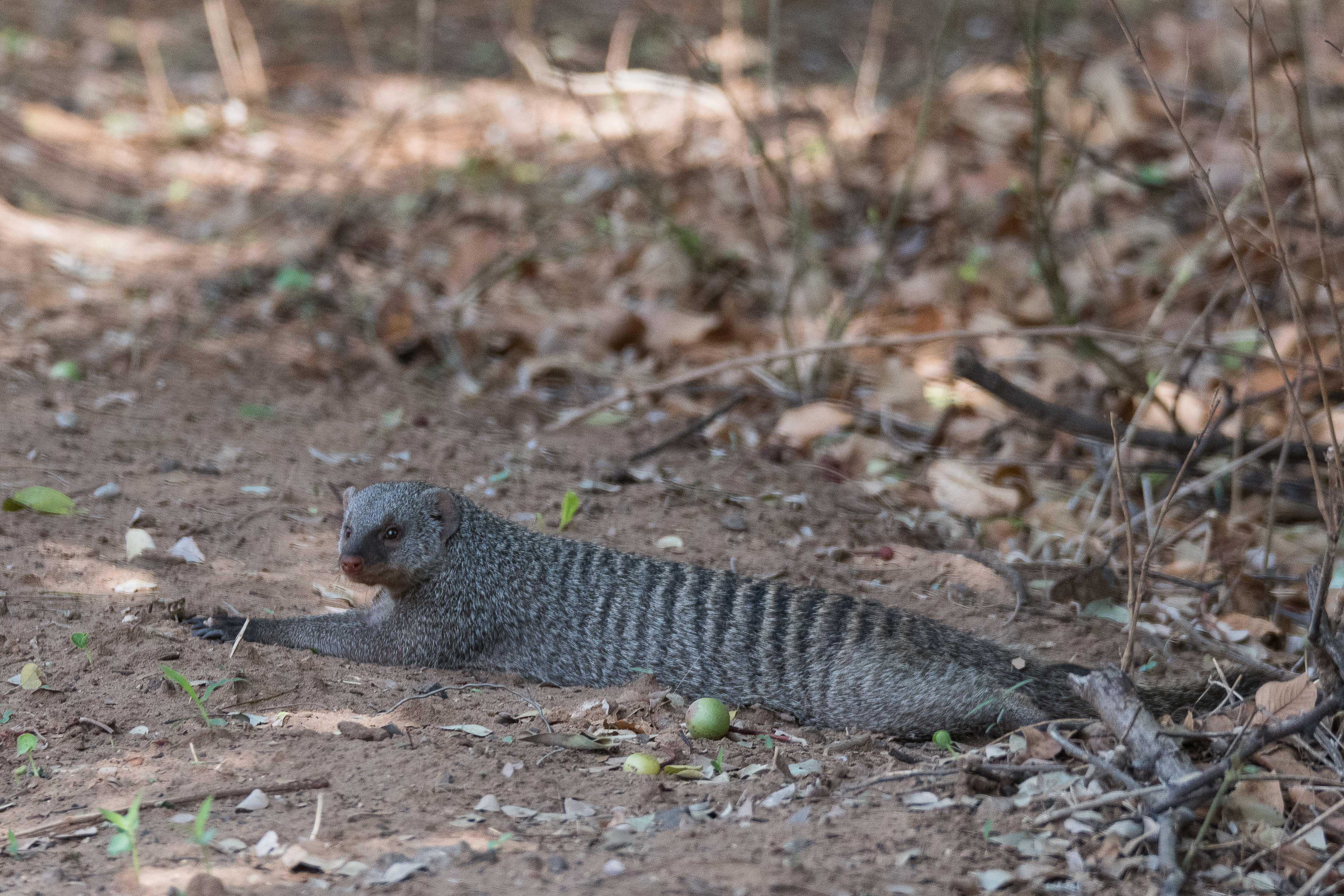 Mangouste rayée (Banded mongoose, Mungos mungo), adulte se reposant à l'ombre à mi-journée, Chobe game lodge, Botswana.